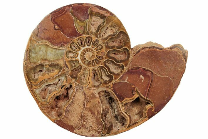 Jurassic, Cut & Polished Ammonite (Half) - Madagascar #191023